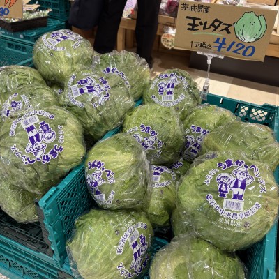 玉レタス1.jpg